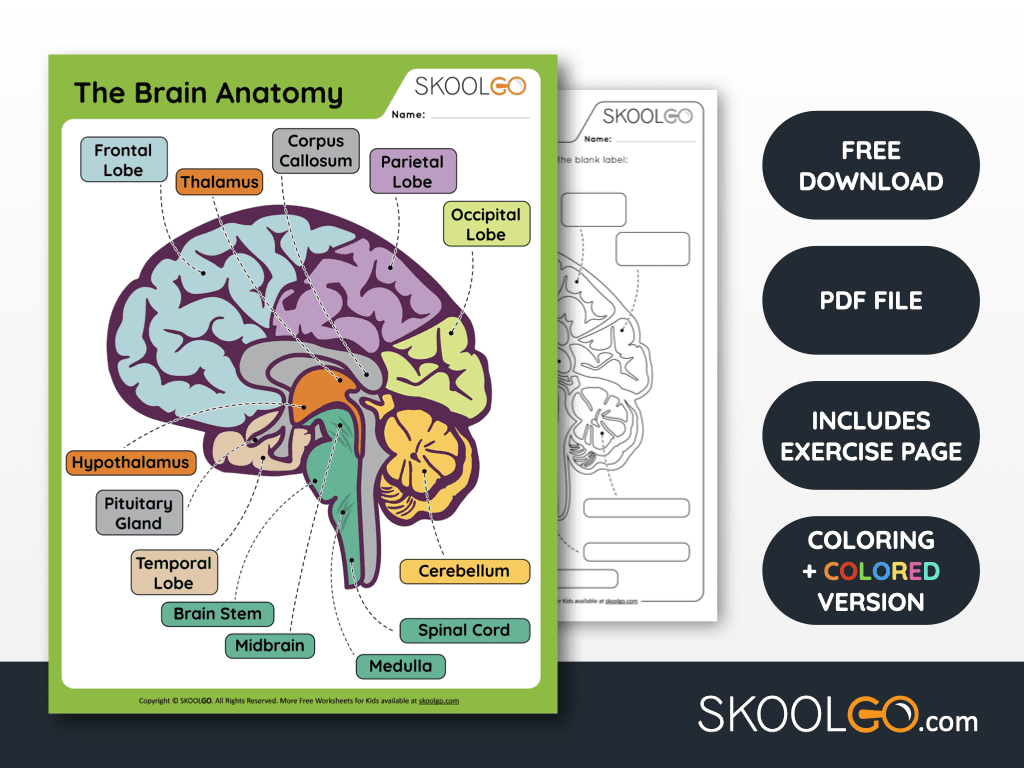 Free Brain Printable Worksheets SKOOLGO