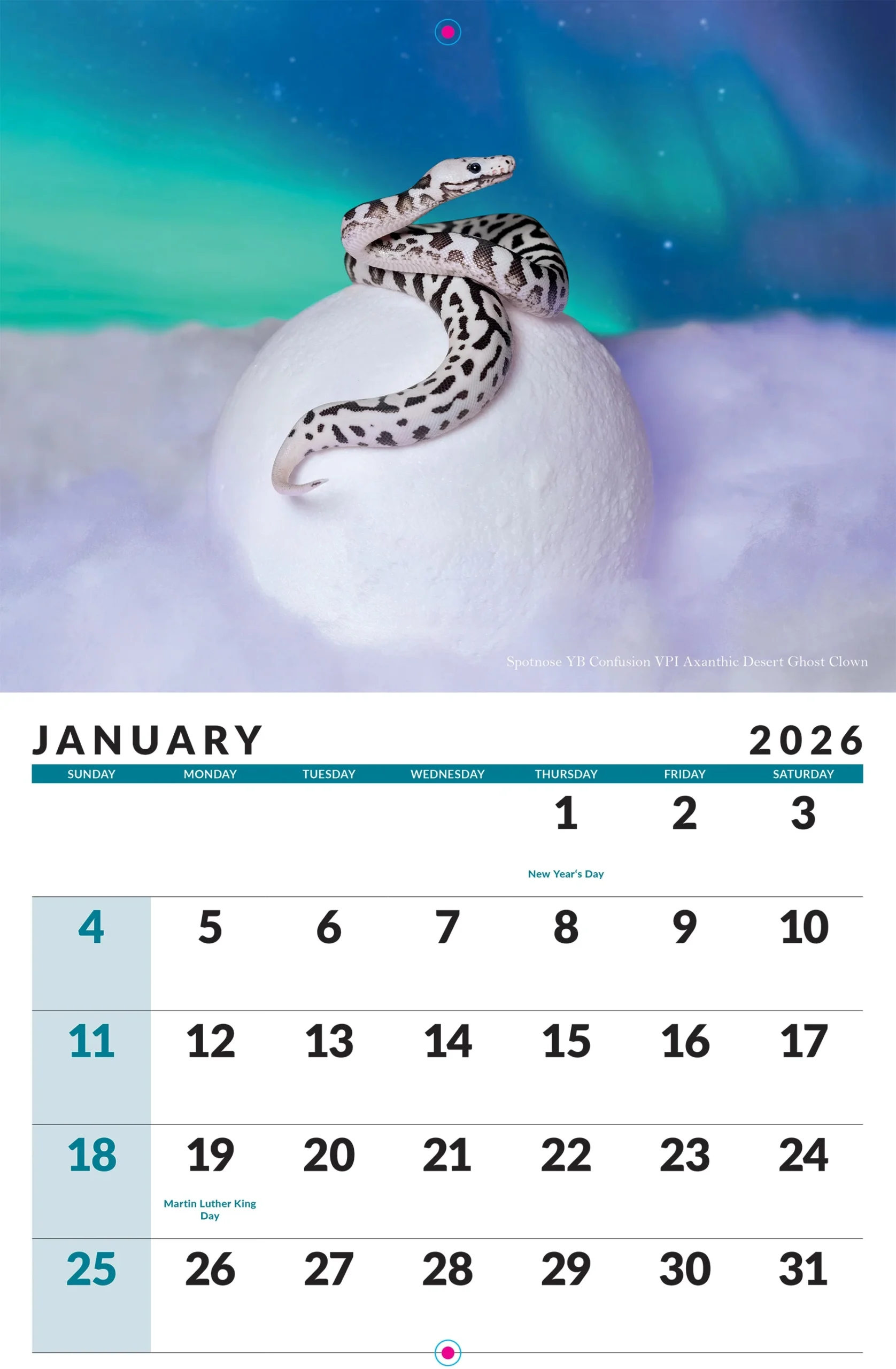 2026 Ball Python Calendar KINOVA