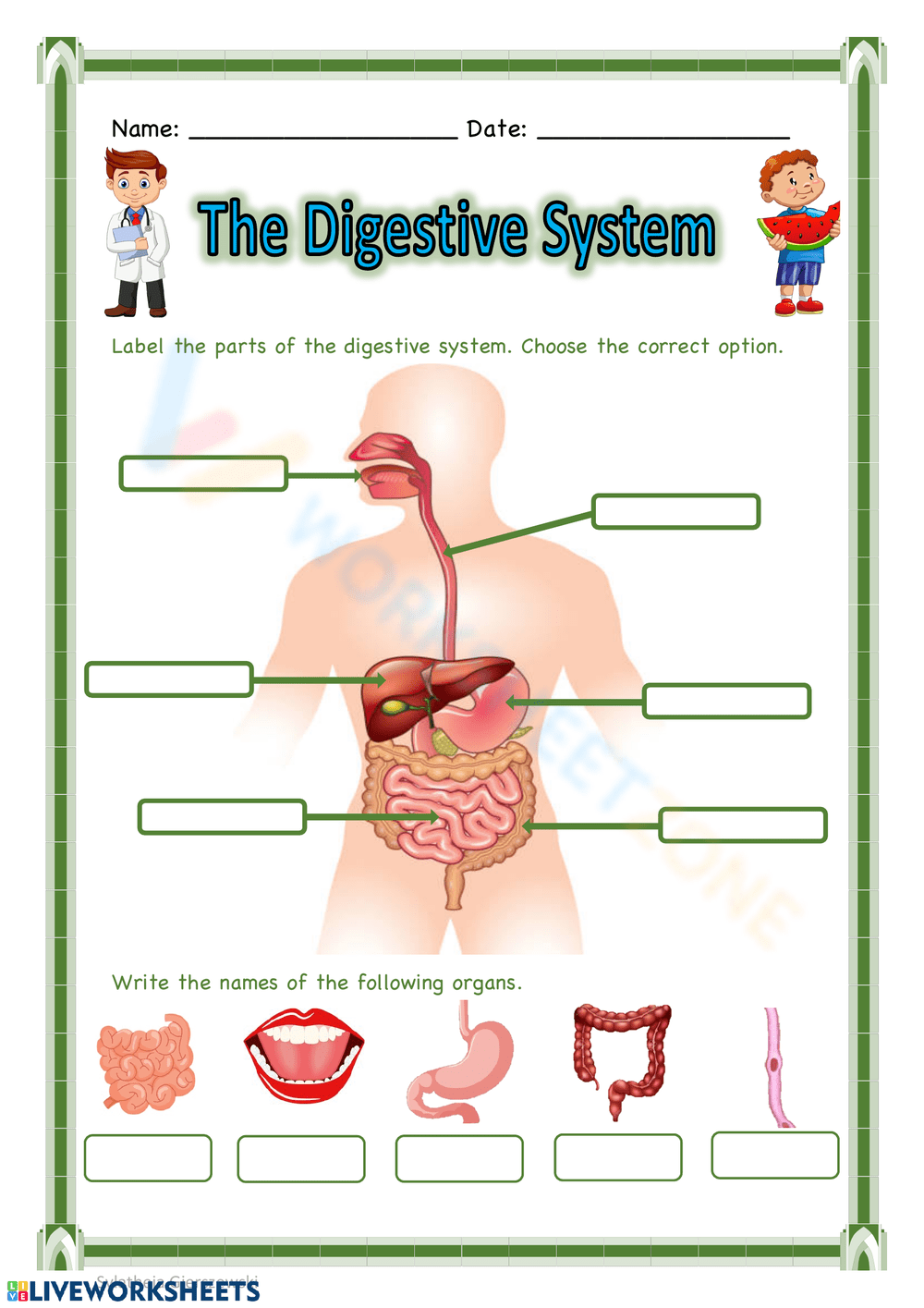 30 Free Printable Digestive Systems Worksheets For Students 