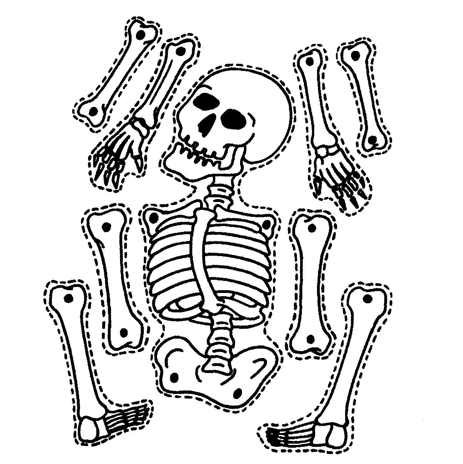 Skeletal System Puzzle Printable