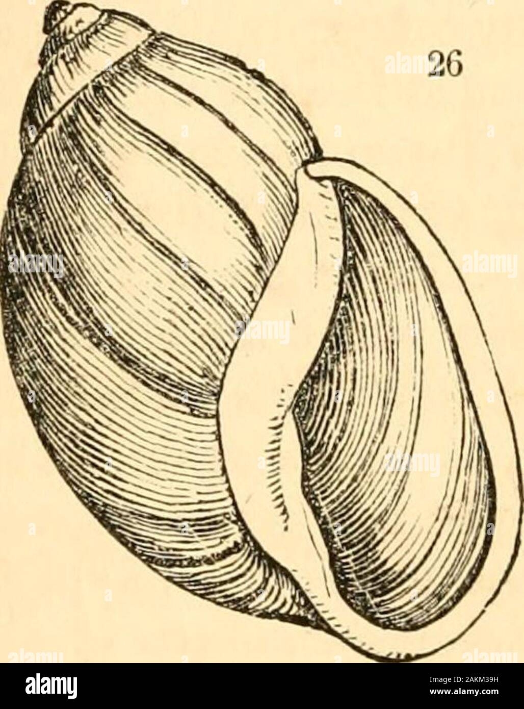 A Treatise On Malacology Or Shells And Shell Fish G The Five 
