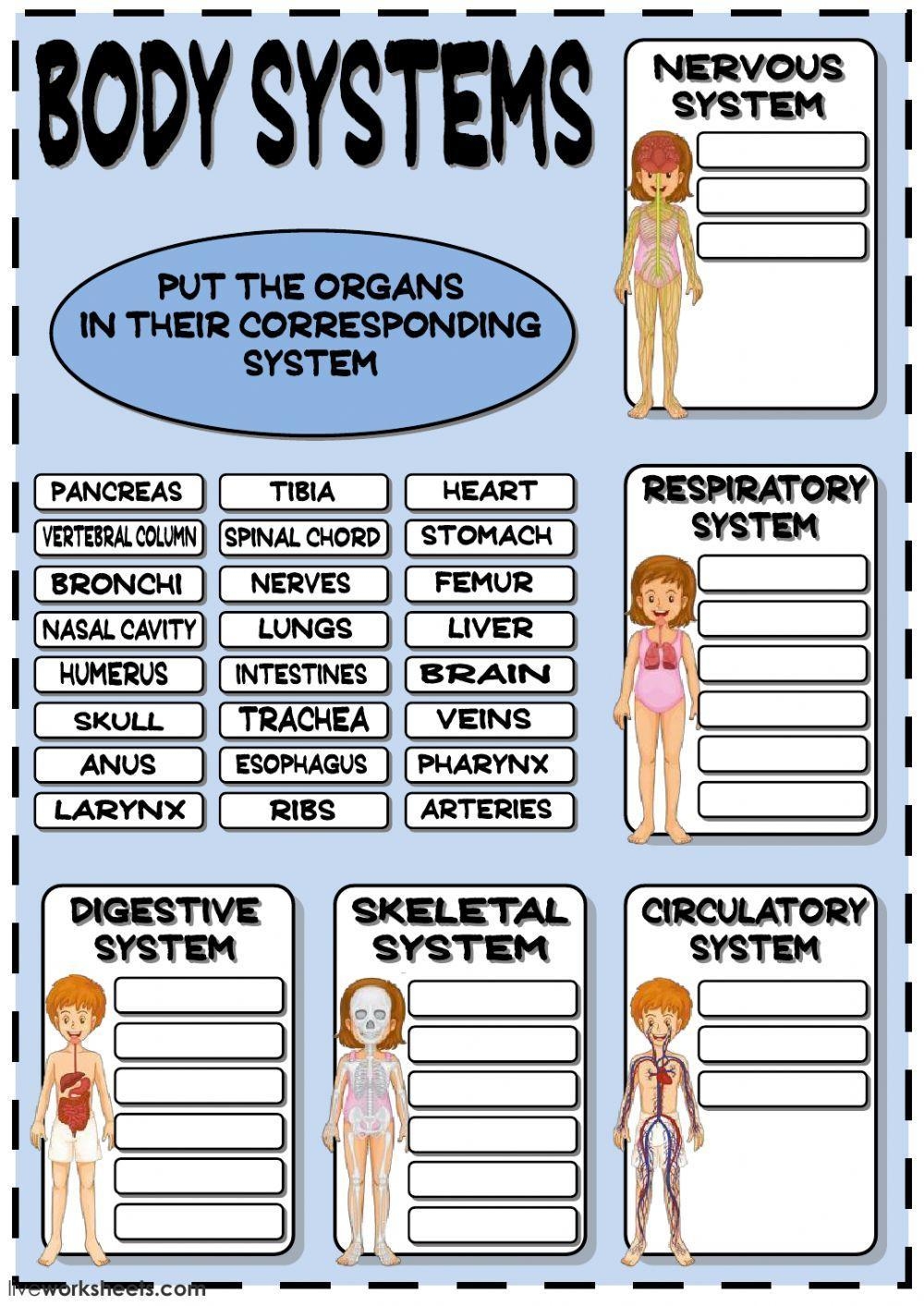 Body Systems Printable Worksheets
