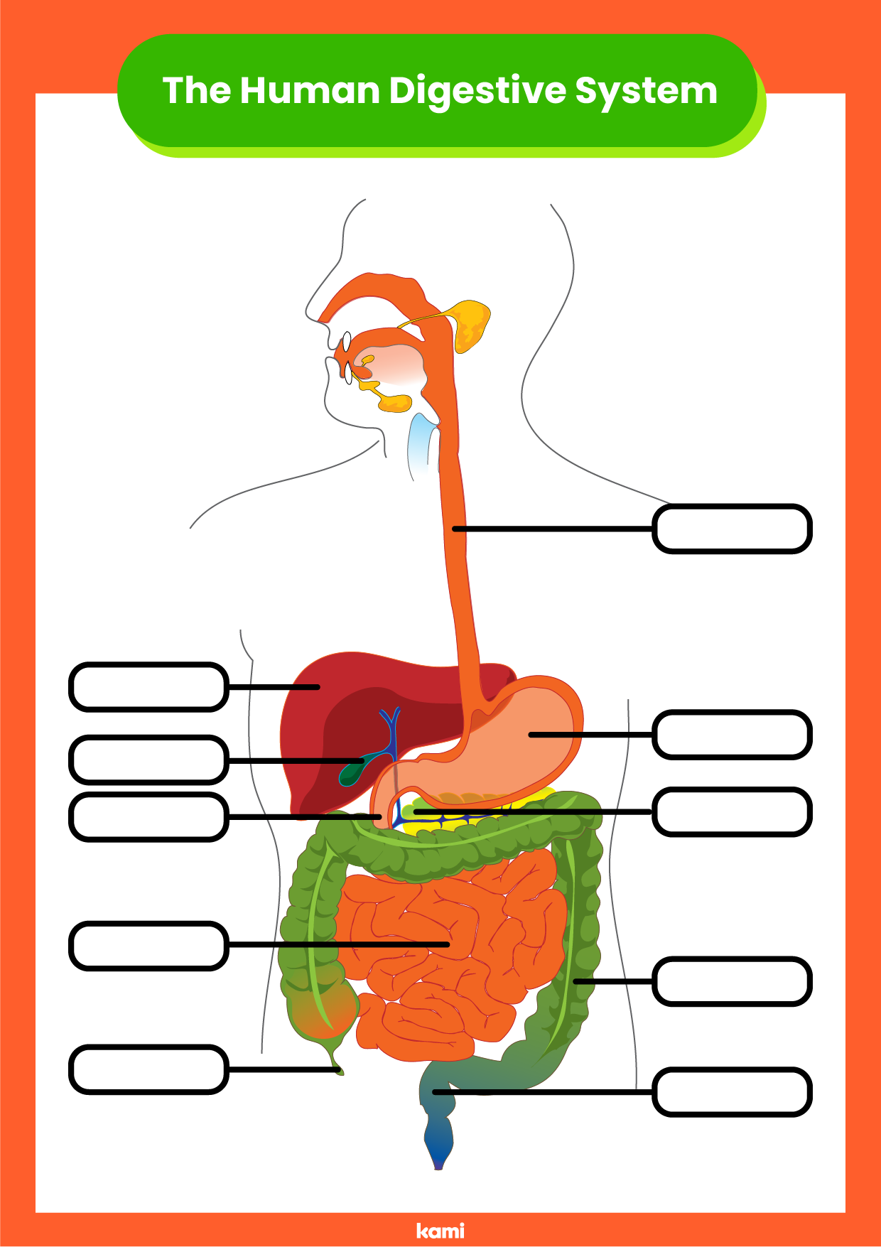 Digestive System Worksheet For Teachers Perfect For Grades 10th 