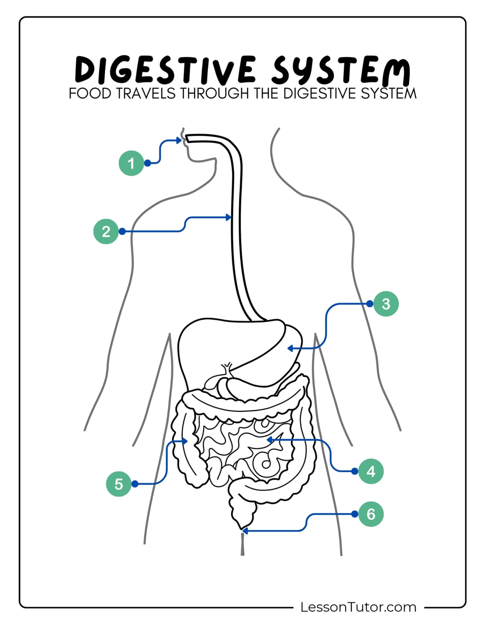 Free Printable Digestive System Worksheets