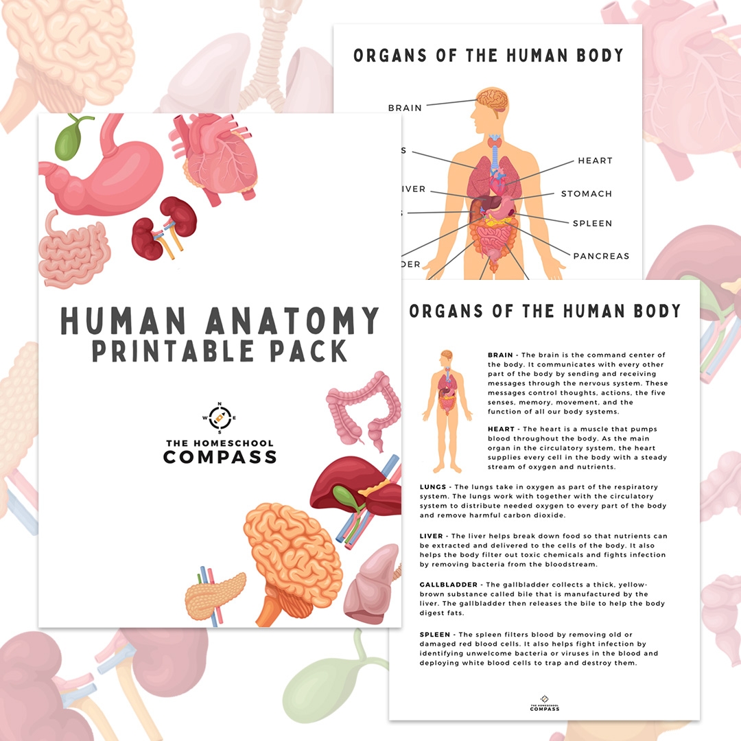 Free Printable Anatomy Worksheets