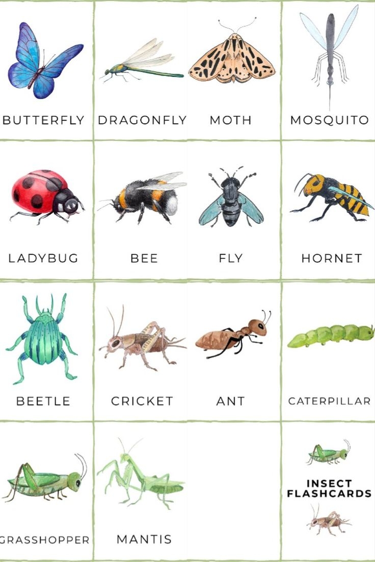 FREE Printable Insect Flashcards