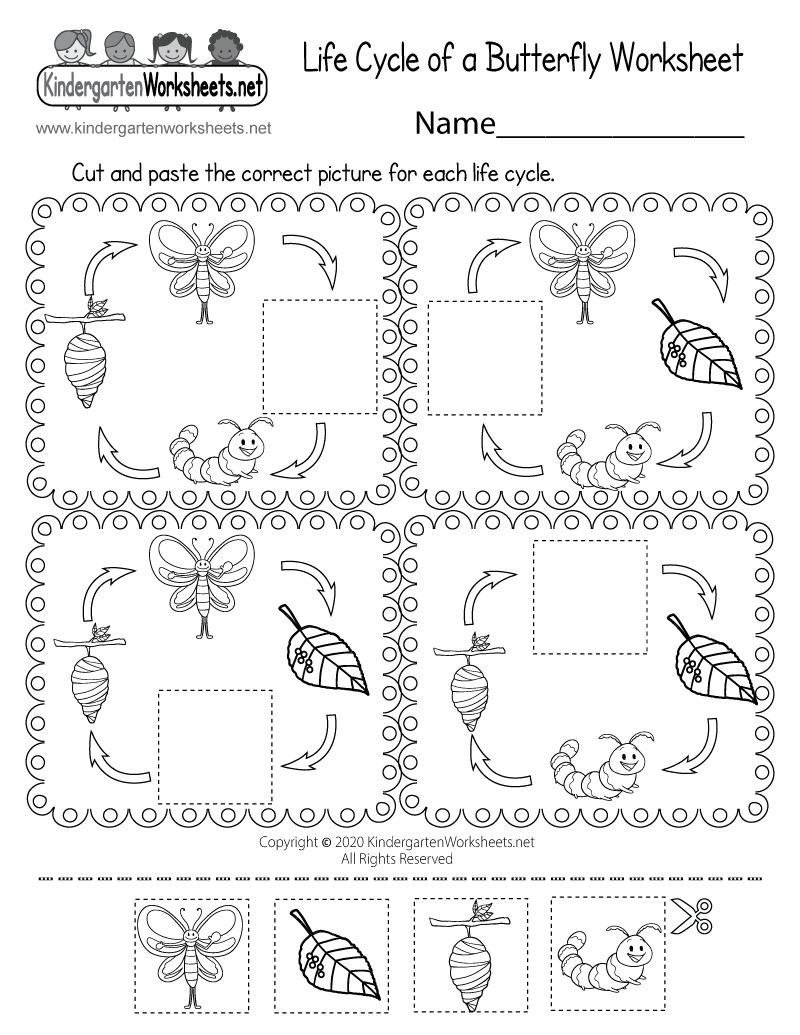 Life Cycle Of A Butterfly Worksheet Printable