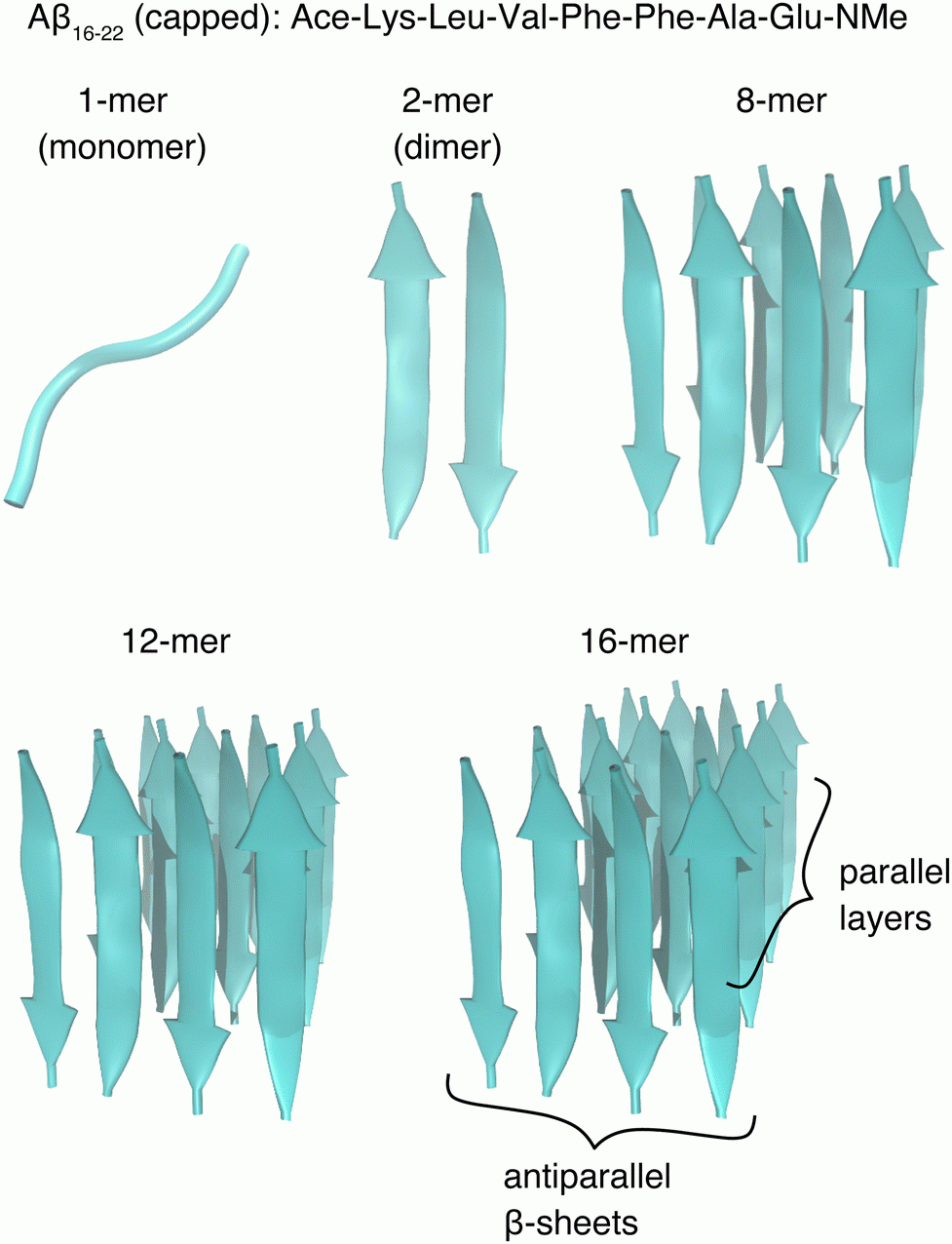 How ATP Suppresses The Fibrillation Of Amyloid Peptides Analysis 
