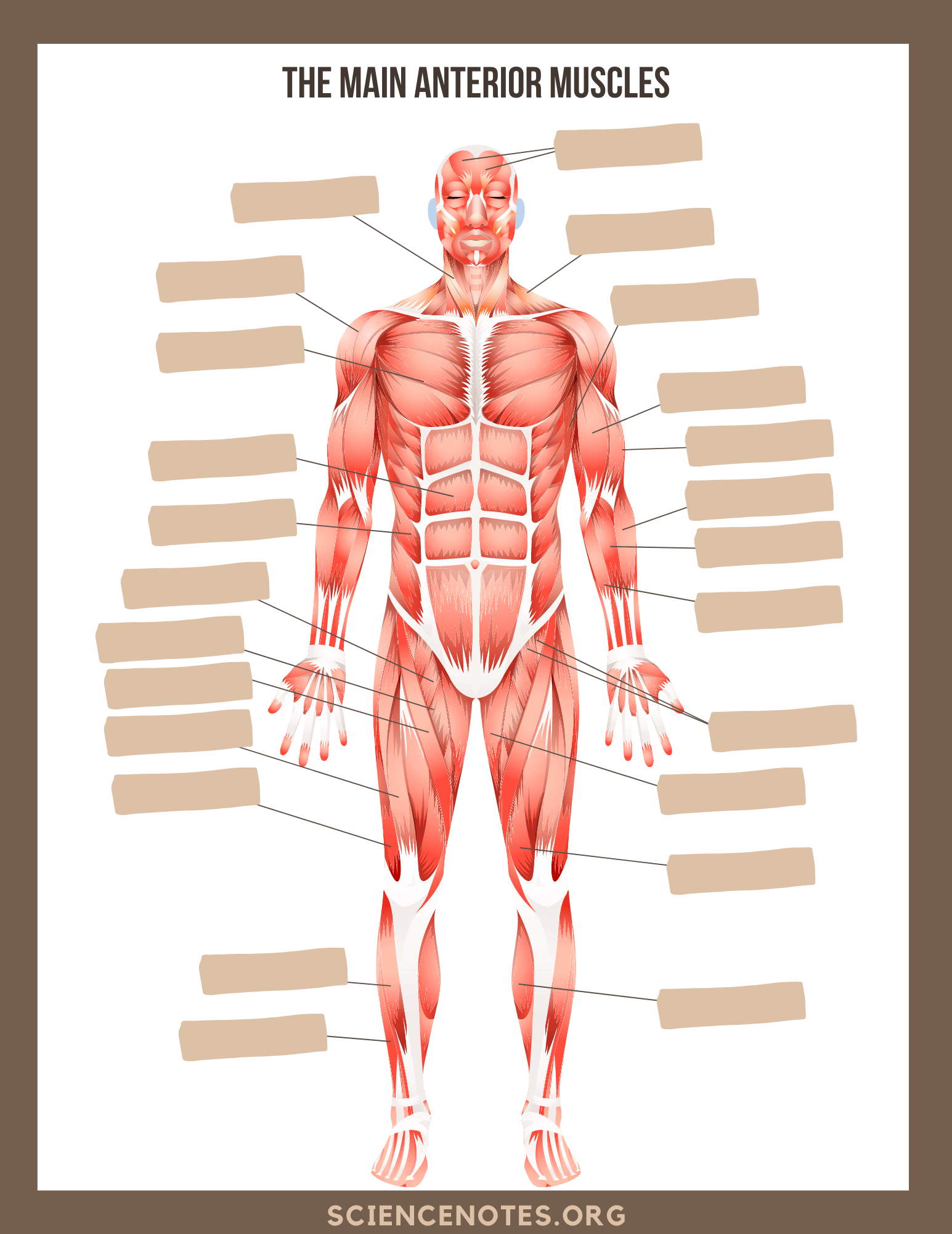 Free Printable Human Anatomy Worksheets