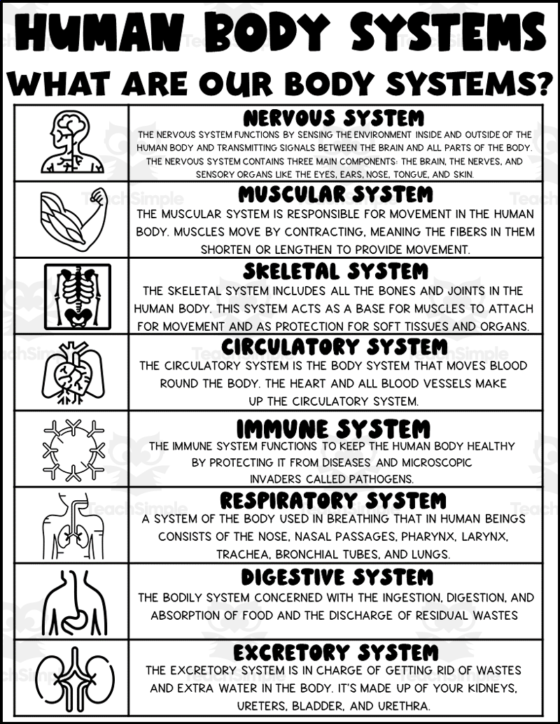 Human Body Systems Printable
