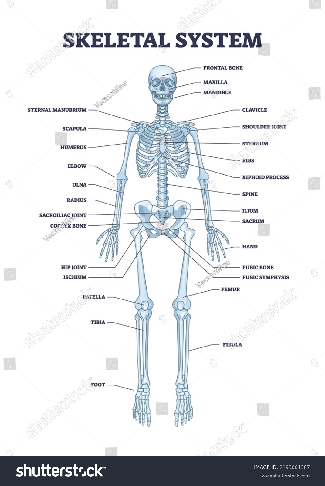 Printable Skeleton With Bones Labeled