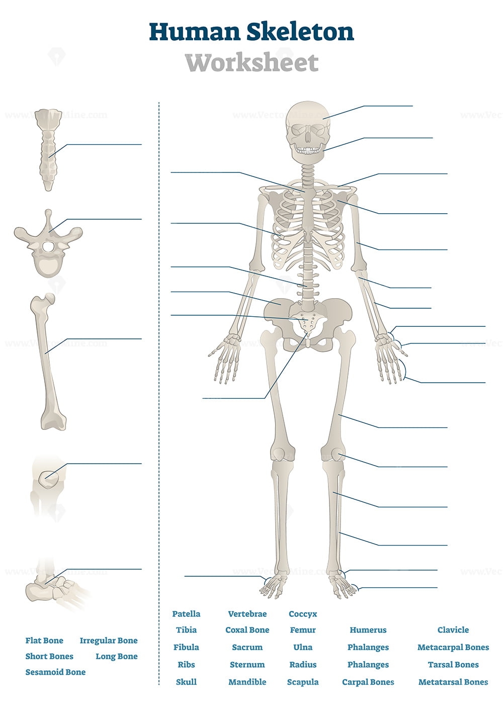 Printable Skeleton Worksheet