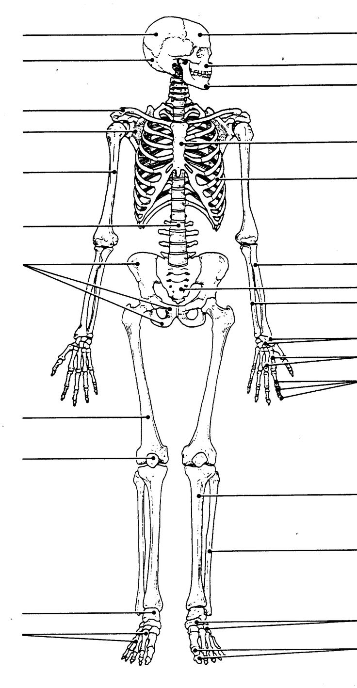 Printable Skeletal System To Label