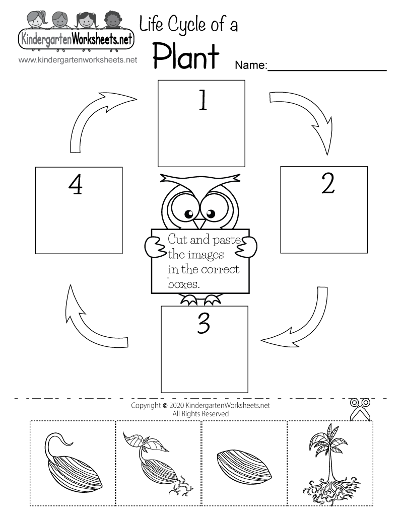 Life Cycle Of A Plant Worksheet Free Printable Digital amp PDF