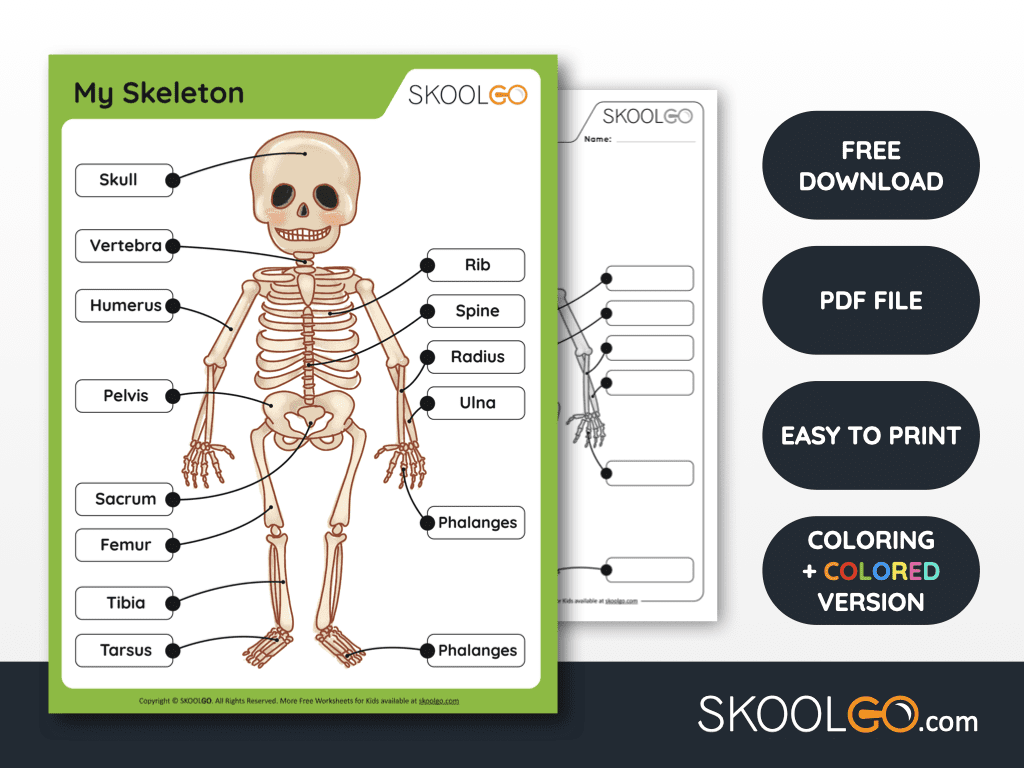 Skeletal System Printable Worksheets