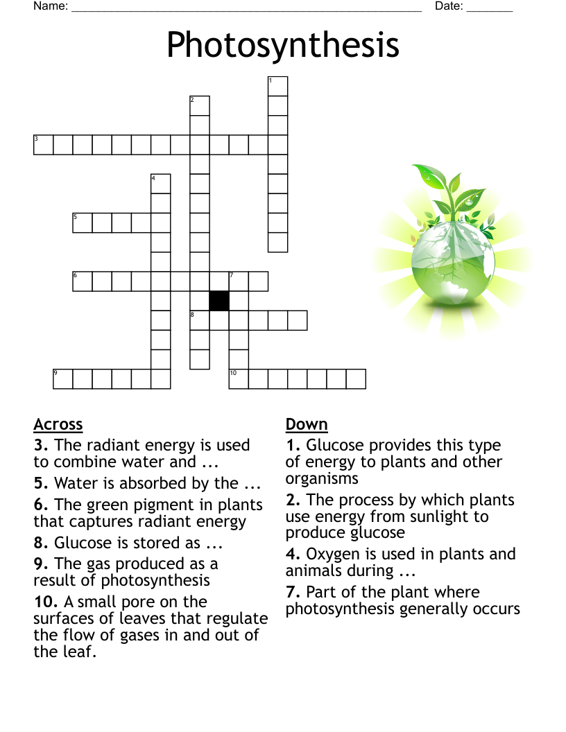 Photosynthesis Crossword WordMint
