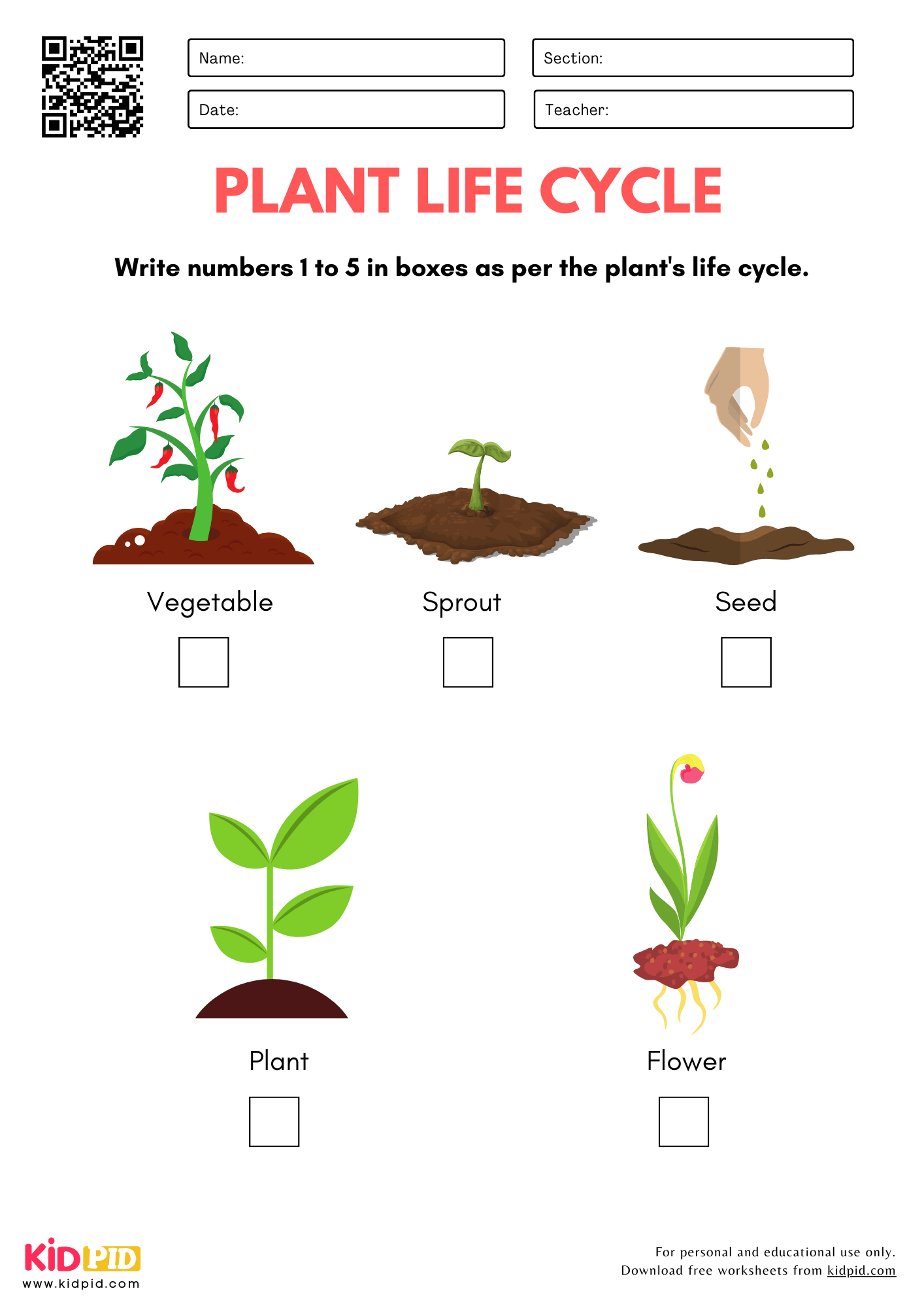 Printable Life Cycle Of A Plant