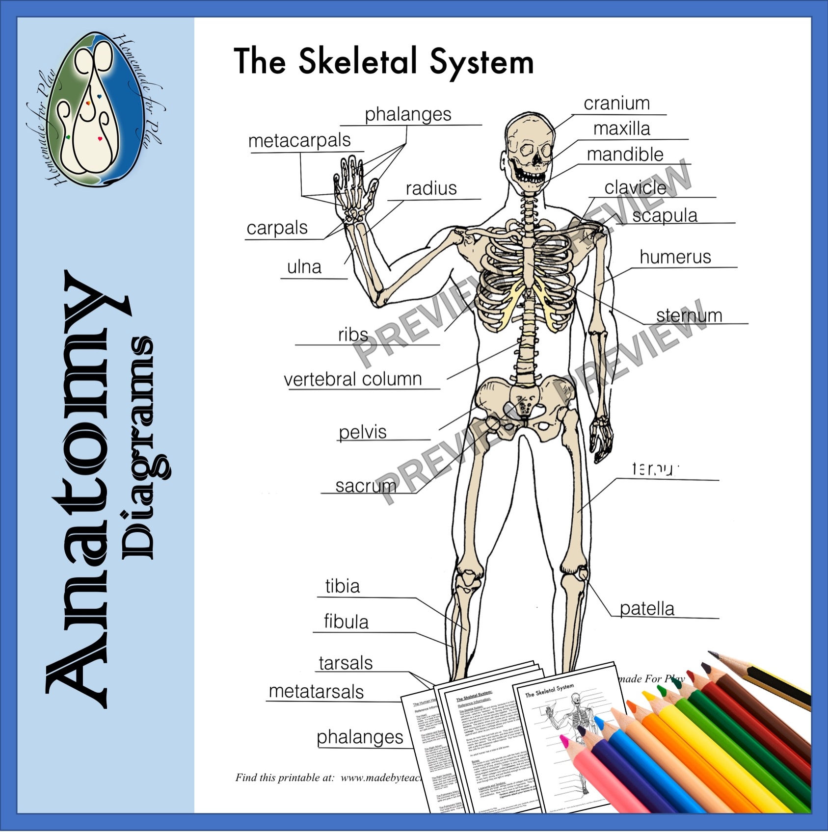 Printable Skeleton To Label Parts