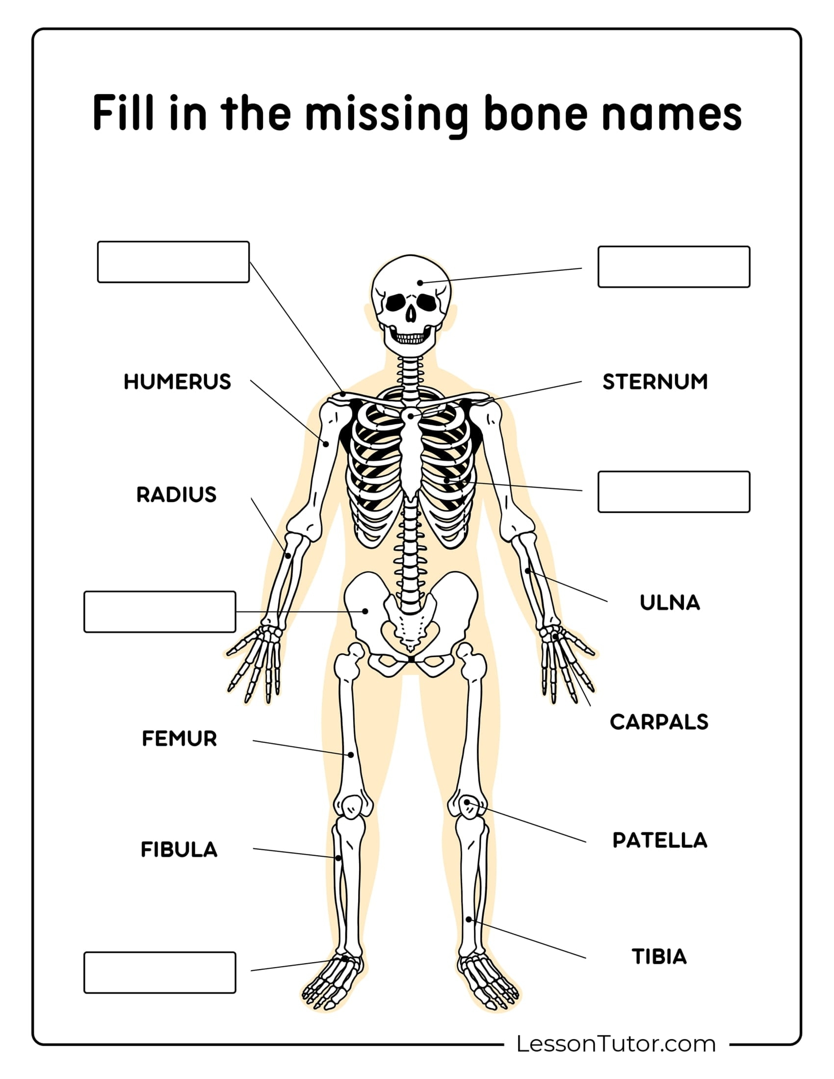 Skeleton System Worksheets Free Coloring Pages PDF Printables 