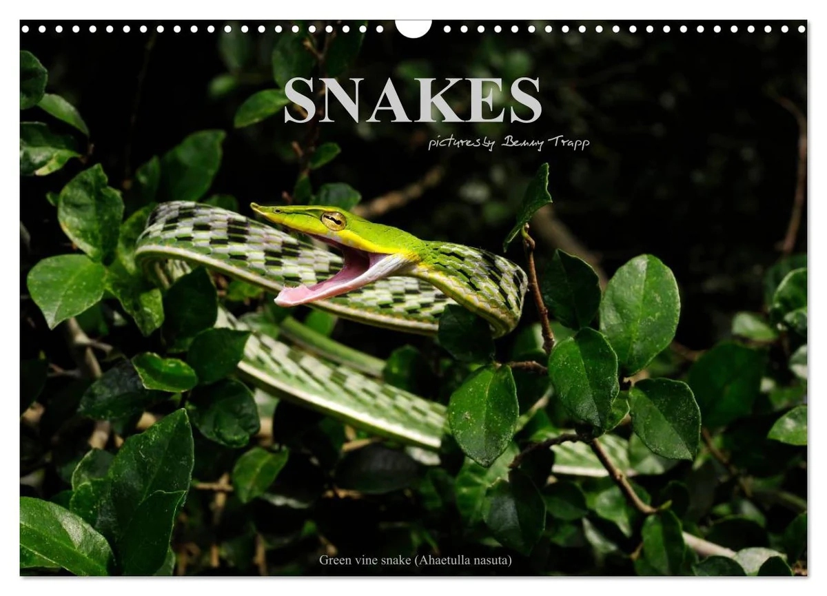 SNAKES UK Version CALVENDO Monthly Calendar 2026 Calvendoverlag