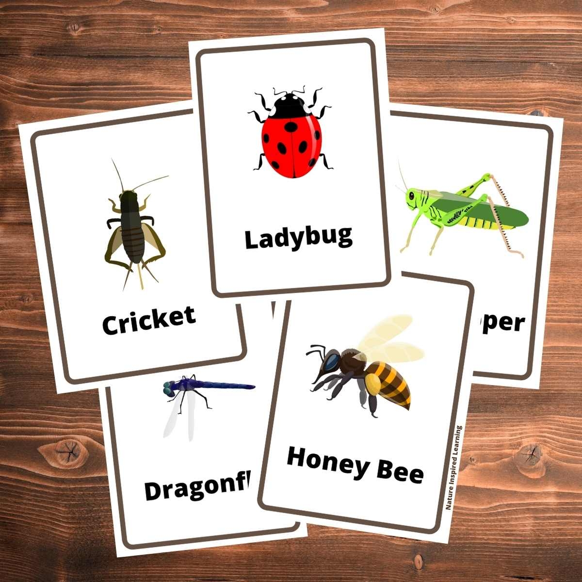 Free Printable Insects And Bugs