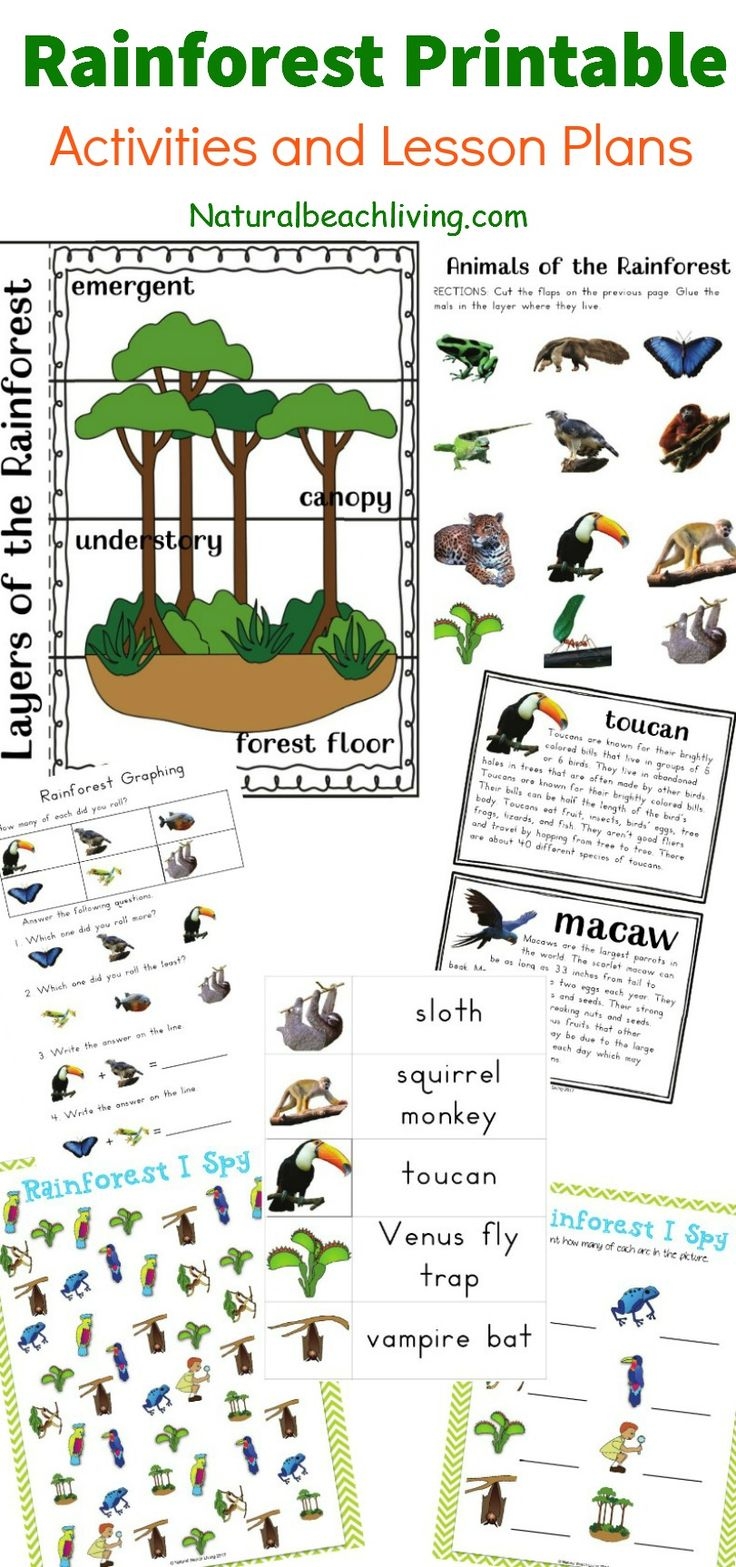 The Best Rainforest Printable Activities For Kids Natural Beach 
