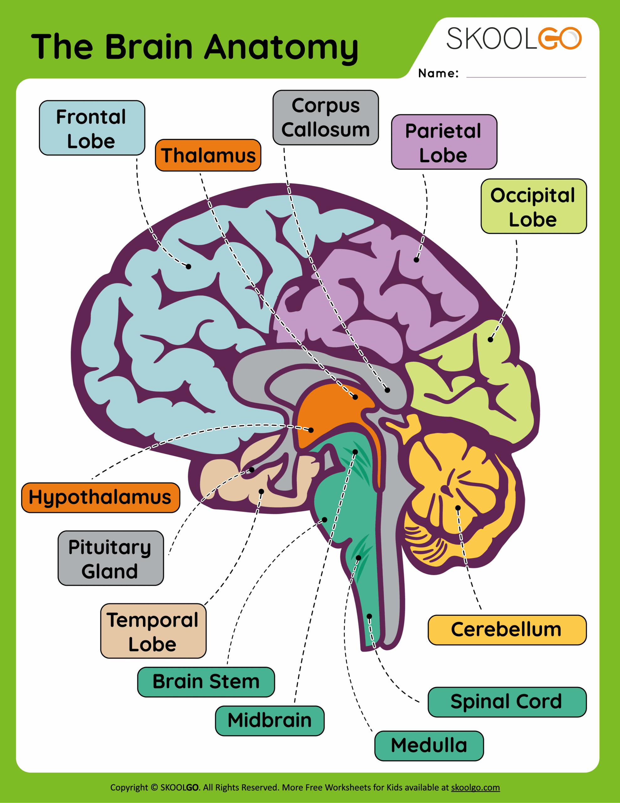 The Brain Anatomy Free Worksheet For Kids SKOOLGO Worksheets 