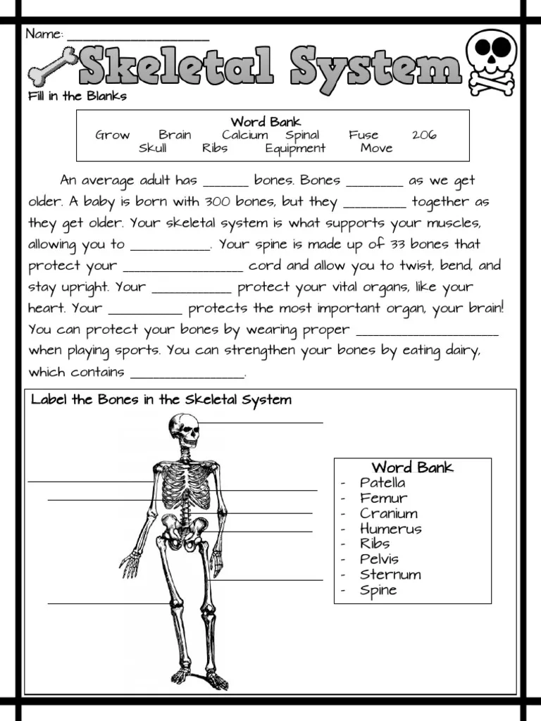 The Skeletal System Worksheet PDF Human Body Skeleton